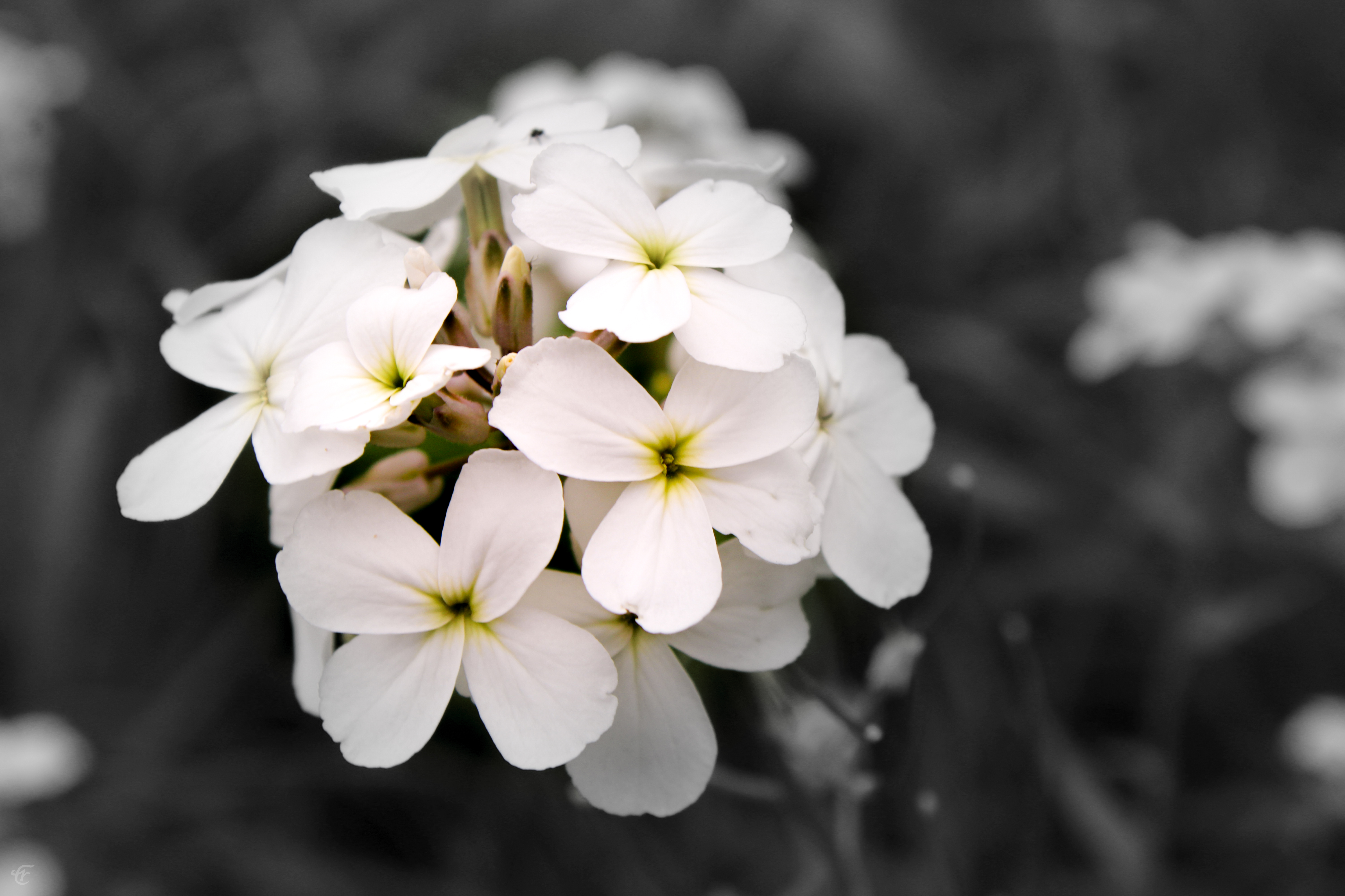 flowers - vol. 1